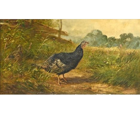 JUTZ  Carl (1838 Windschläg - 1916 Pfaffendorf) "Truthahn" auf einer Wiese, in seitlicher Ansicht, links im Hintergrund ein a