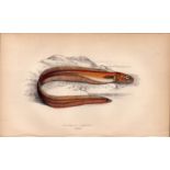 Drummond’s Echiodon Antique Johnathan Couch Coloured Fish Engraving.