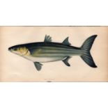 Grey Mullet 1869 Antique Johnathan Couch Coloured Fish Engraving.