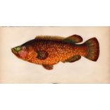 Ballan Wrass 1868 Antique Johnathan Couch Coloured Fish Engraving.