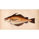 Bib 1868 Antique Johnathan Couch Coloured Fish Engraving.