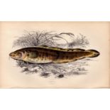 Burbolt Antique Johnathan Couch Coloured Fish Engraving.