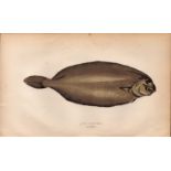 Long Flounder Antique Johnathan Couch Coloured Fish Engraving.