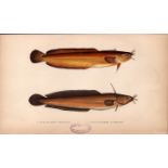 Five & Four Bearded Rockling 1868 Antique Johnathan Couch Fish Engraving.