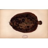 Muller Topknot Antique Johnathan Couch Fish Engraving.