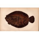 Brill Antique 1869 Johnathan Couch Coloured Fish Engraving.