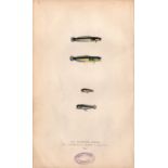 Mackerel Midge Rockling 1868 Antique Johnathan Couch Engraving.