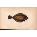Long Rough Dab Antique Johnathan Couch Coloured Fish Engraving.