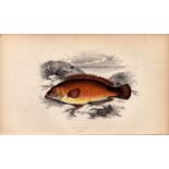 Rock Cook Antique Johnathan Couch Coloured Fish Engraving.