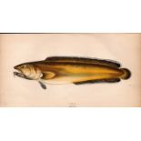 Torsk 1868 Antique Johnathan Couch Coloured Fish Engraving.