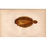 Megrim Antique Johnathan Couch Coloured Fish Engraving.