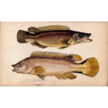 Scale-Rayed Wrass Rockling 1868 Antique Johnathan Couch Engraving.