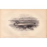 Bearded Ophidium Antique Johnathan Couch Coloured Fish Engraving.