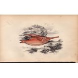 Trumpet Fish Antique Johnathan Couch Coloured Fish Engraving.