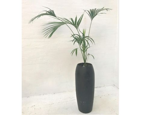 INDOOR PALMin large black shaped pot, pot height 104cm, with watering pipe 