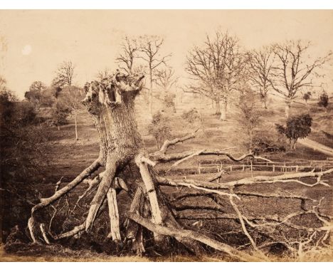 Early Photography. A group of 17 salt and albumen prints, c. 1840s &amp; 1850s, including early portraits and some good tree 