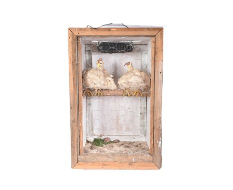 Forkbeard Fantasy - Chicken Coop - two white hens in a coop, with real feathers and loose &lsquo;eggs&rsquo; to the bottom of