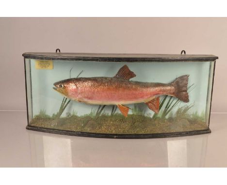 Rainbow Trout - Taxidermy UK