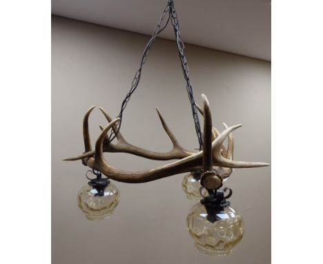 Taxidermy - Red stag three light chandelier with glass shades and chain fittings, fourteen points, W71cm 