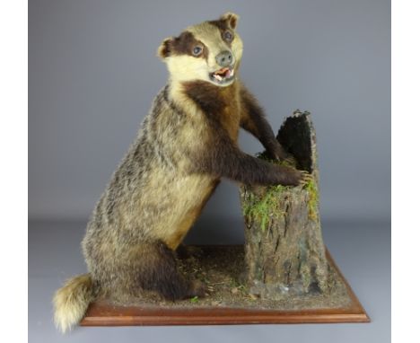 Taxidermy - Badger leaning on tree trunk base on rectangular stand, H56 x W57.5cm 