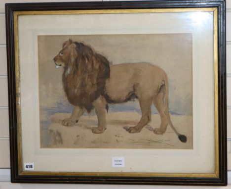 George Landseer, watercolour, Study of a lion, inscribed in pencil, 35 x 48cm