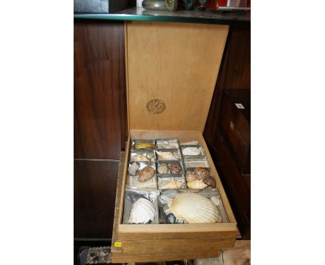 THREE LOURIE & CO BOXES OF VINTAGE SHELLS 