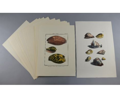 Collection of 19th century and later hand coloured prints of Shells (17)