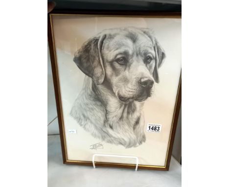A black and white print of a Labrador dog COLLECT ONLY 