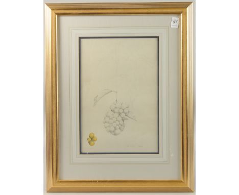 DAVID ORD KERR. A study of grapes, pencil and watercolour. Signed with initials and dated 1978. 13.5" x 9" (34 x 23cms).