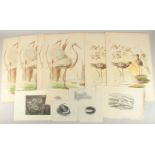 Rachel Roberts (20th Century) British. 'Epiphany Tree', etching, signed, inscribed, and numbered 2/