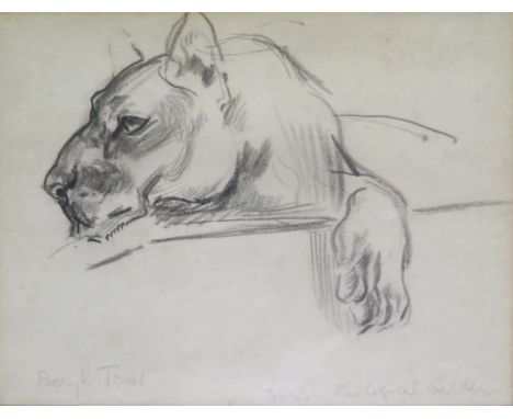 Beryl Newman(Trist) (1906 1991), Westcountry Artist, 'Doris, Zoological Gardens', Signed Pencil sketch on paper, 20 x 16cm, F