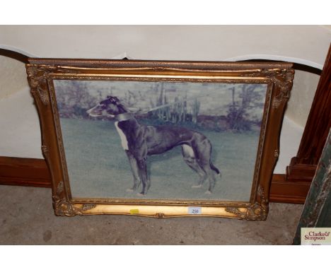 A gilt framed photographic print of a greyhound "cuddles galore"