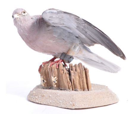 A rare ex-museum taxidermy display of a WWII Second World War MI9 issued special message carrying Homing / Carrier Pigeon. Th