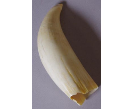 Vintage sperm whale tooth L14.5cm approx