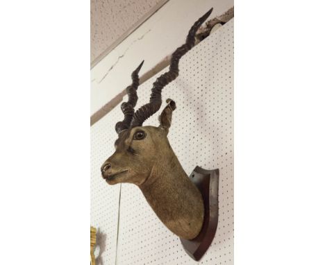 ANTELOPE, vintage taxidermy, with curled horns and shield, 75cm H.