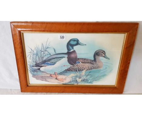 COLOUR PORTRAIT OF TWO MALLARD DUCKS, MALE AND FEMALE. IN A GOOD MAPLE FRAME 14” X 21”