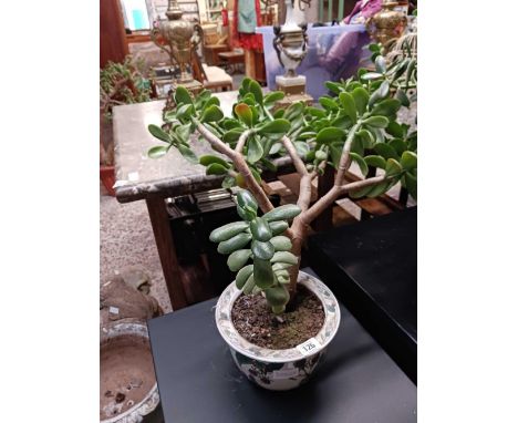 2 MONEY PLANTS IN GLAZED & CERAMIC POTS