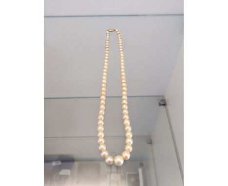 Vintage Single strand cultured pearl necklace fitted with a 9ct yellow gold clasp and catch. 