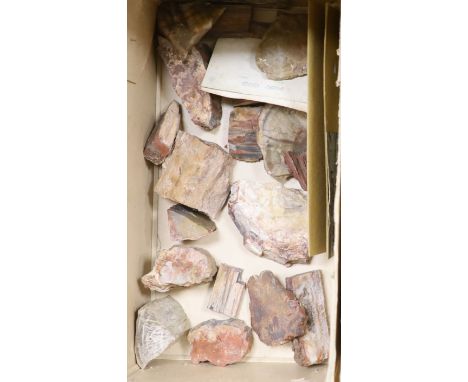 A collection of 21 petrified wood specimens from the Petrified Forest, Arizona, Mesozoic Period, 225 million years BP, collec