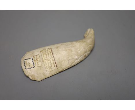 Caribbean anthropology - a Queen Conch shell hand tool, from the columella (inner spiral section) of Queen Conch (Strombus gi