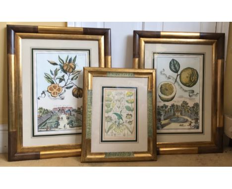 A pair of prints, in matching frames, believed to be from a book written by Johann C Volkamer of citrus fruit (pages 168 and 