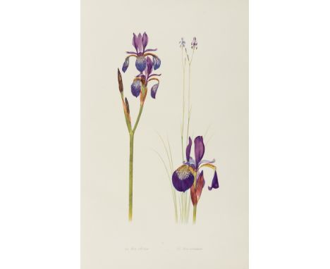 Botany.- Dykes (William Rickatson) The Genus Iris, first edition, half-title, 48 colour plates, illustrations, spotting, prev