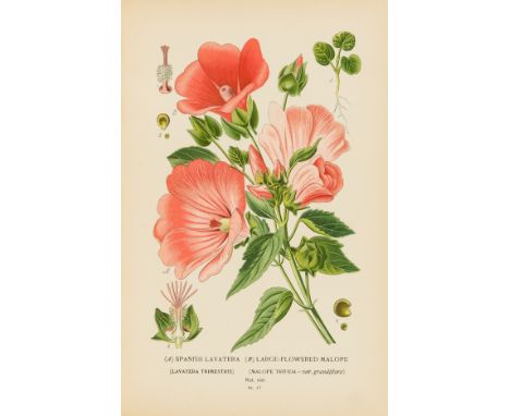 Gardening.- Step (Edward) and William Watson. Favourite Flowers of Garden and Greenhouse, 4 vol., 316 coloured plates by D. B