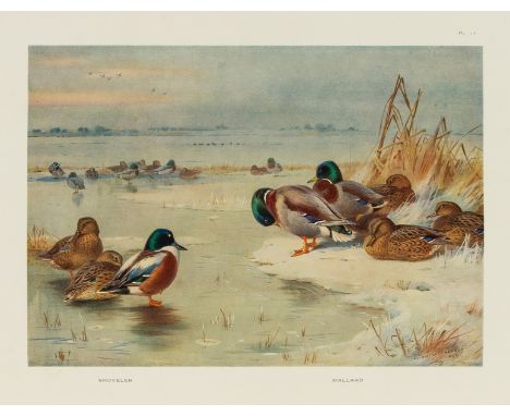 Birds.- Thorburn (Archibald) Game Birds and Wild-Fowl of Great Britain and Ireland, first edition, 30 colour plates, tissue-g