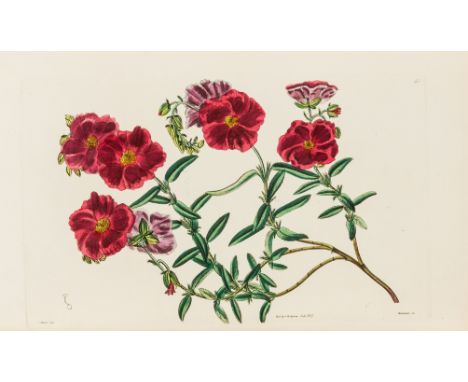 Botany.- Sweet (Robert) Cistineæ. The Natural Order of Cistus, or Rock-Rose, first edition, 112 hand-coloured plates, tissue-