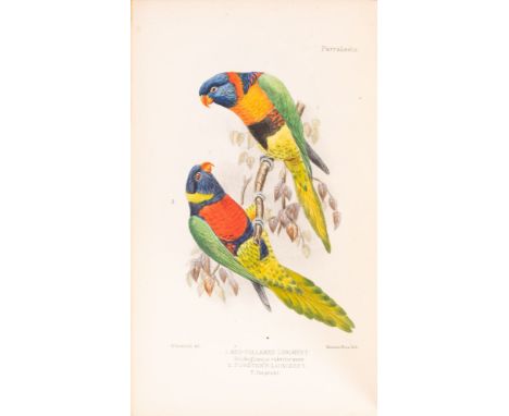 SETH-SMITH, David - Parrakeets, A Handbook to the Imported Species,  20 colour plates after H. Goodchild, H. Kronvold etc. il