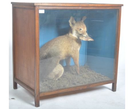 Taxidermy and Natural History Interest - English fox - A late 19th Century Victorian antique oak cases&nbsp;taxidermy example