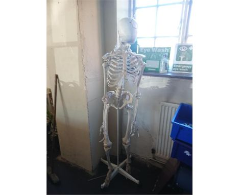 Vintage anatomical skeleton with stand