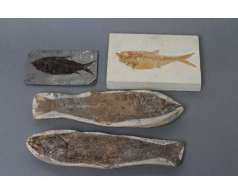 THREE FOSSIL FISH, comprising a possible Vinctifer example on two planes, a light mudstone example from Wyoming and one on sl