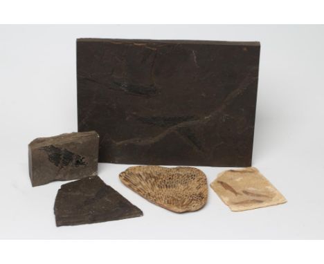 FIVE FOSSIL SPECIMENS comprising three fish specimens on black slate, another with four fish on a light mudstone and polished